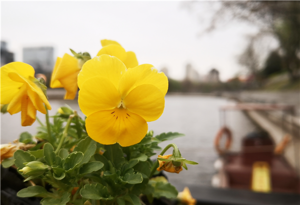 1585902643456882.png 圖片1_副本.png