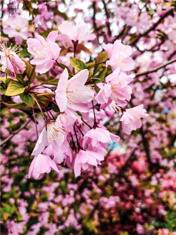 1585902750537543.png 圖片5_副本.png