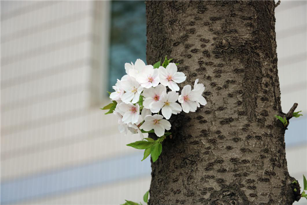 1586310111844421.png 01_副本.png