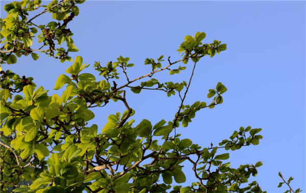 1586310330242991.png 13_副本.png