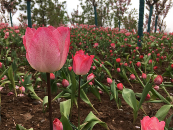 1587352184416687.png 01_副本.png